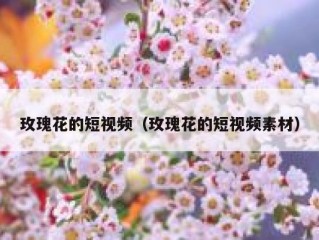 玫瑰花的短视频（玫瑰花的短视频素材）