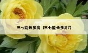 三七能长多高（三七能长多高?）