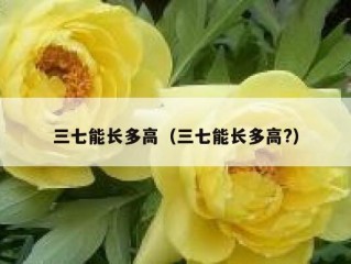 三七能长多高（三七能长多高?）