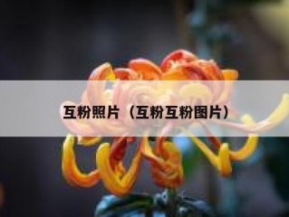 互粉照片（互粉互粉图片）